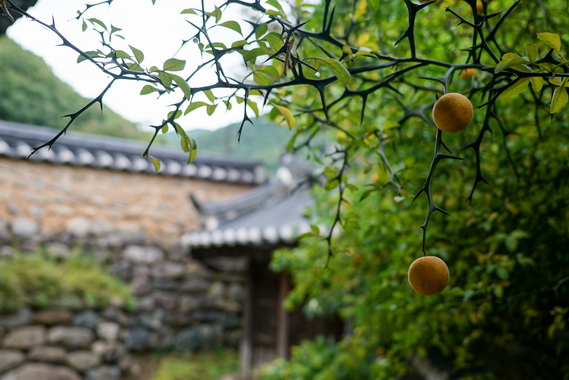 지수종택 옥간정 담장